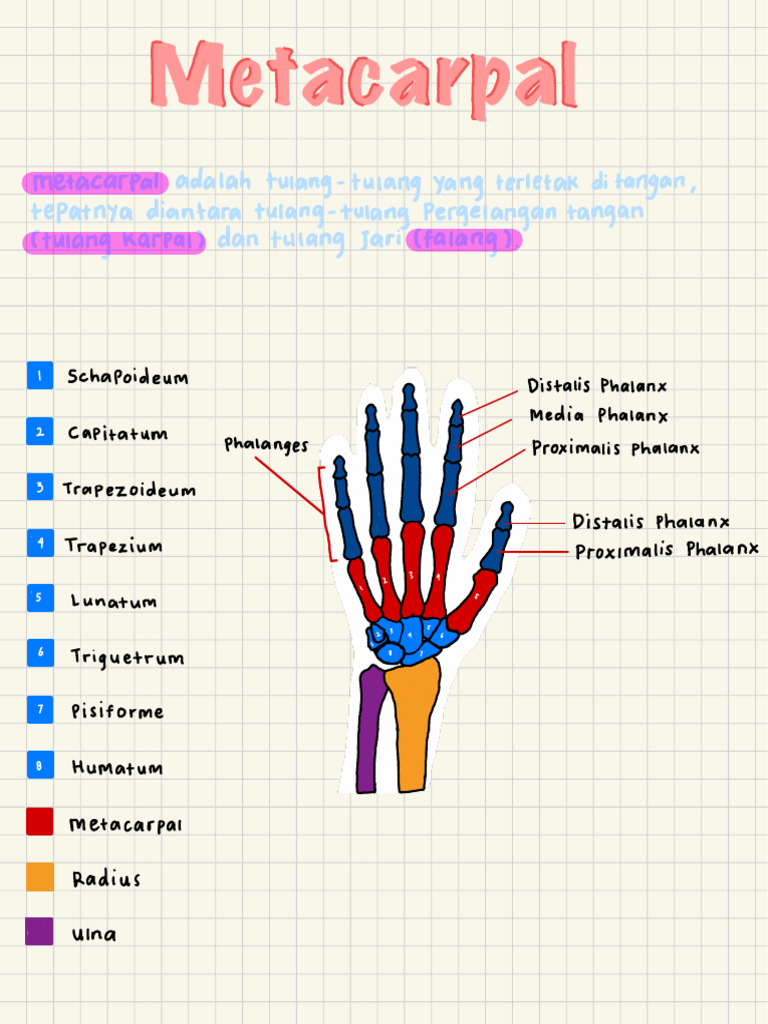 METACARPAL | PDF