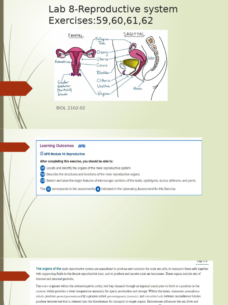 Lab 8-Reproductive System-Exercise 59-62 | PDF