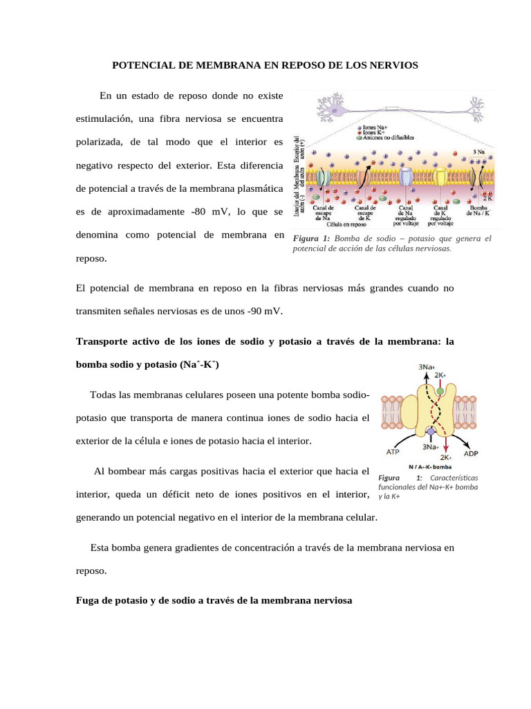 POTENCIAL DE MEMBRANA EN REPOSO DE LOS NERVIOS | PDF | Potencial de ...