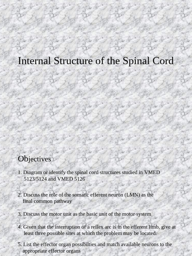 Spinal Cord Structure and Function Overview | PDF | Motor Neuron ...
