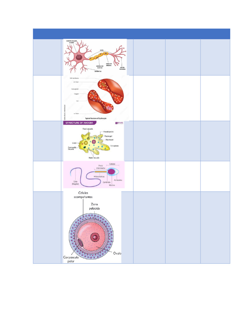 Type of Cell | PDF | Cell (Biology) | Eukaryotes