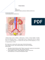 Urinary System Ana Physio Sheena