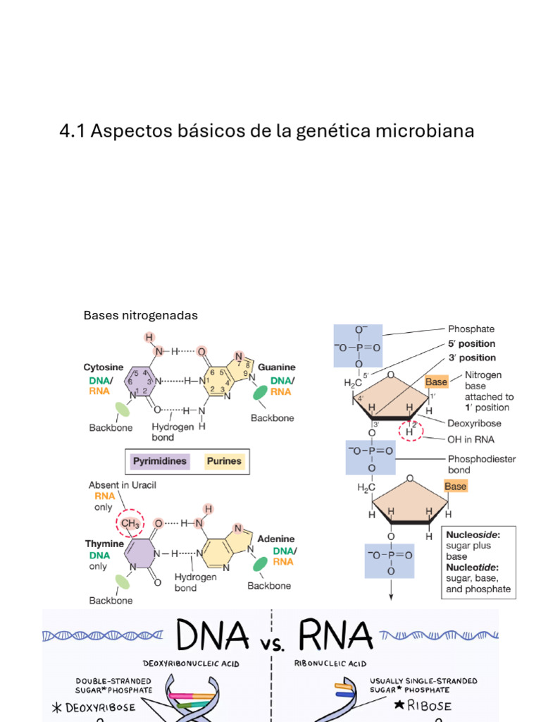 Clase 3 | PDF | Replicación De Adn | Rna