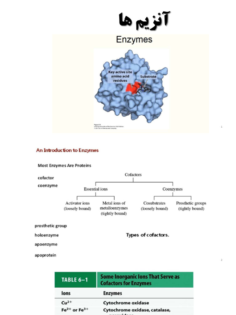 Enzymes Pdf