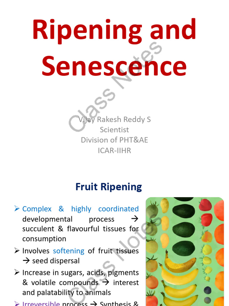 Ripening vs. Senescence in Fruits | PDF