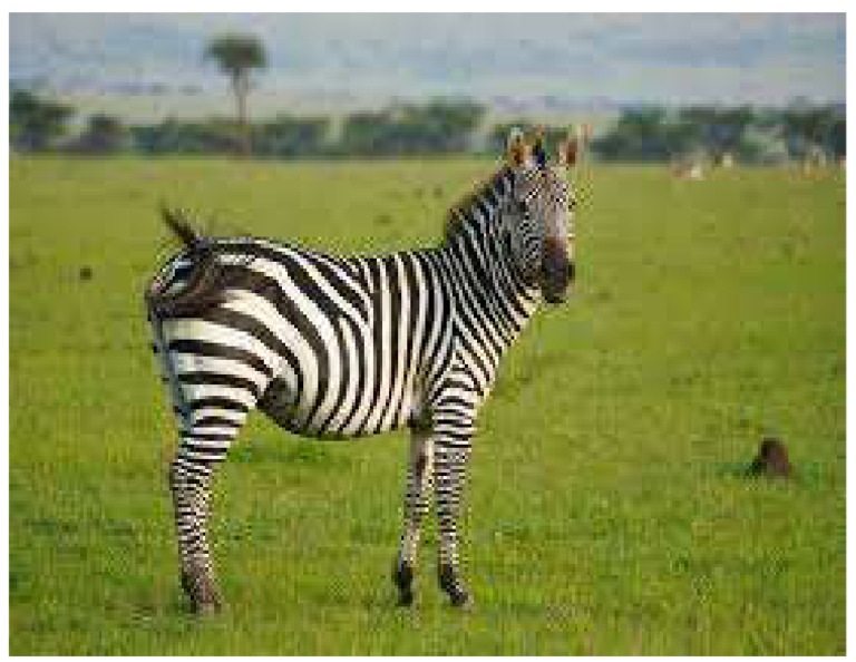 Zebra | PDF