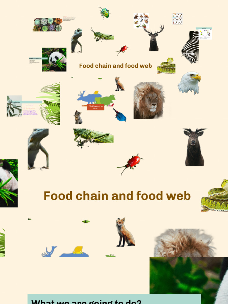 Food Chain | PDF