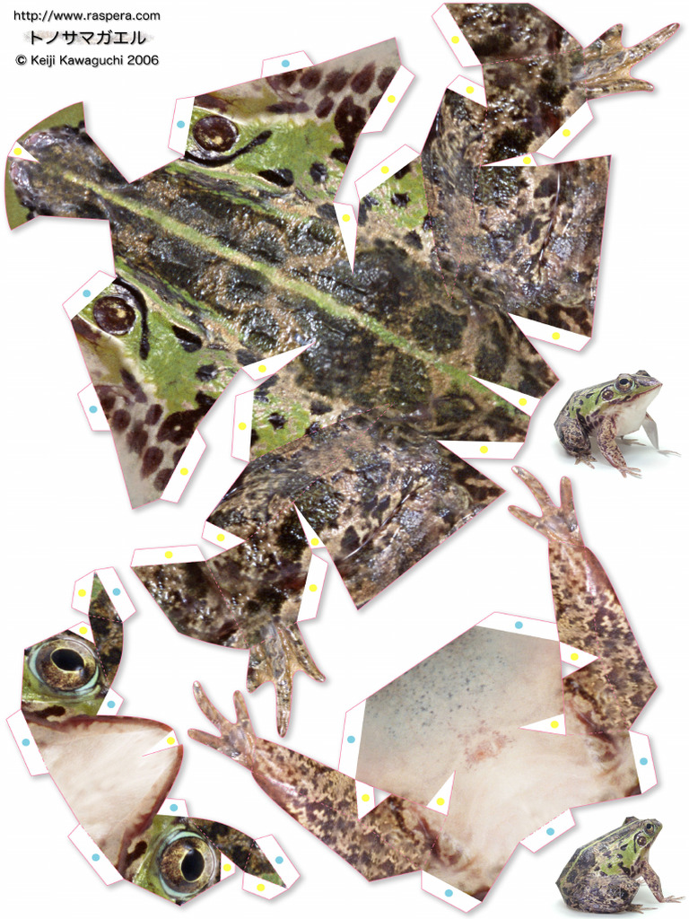 Frog | PDF