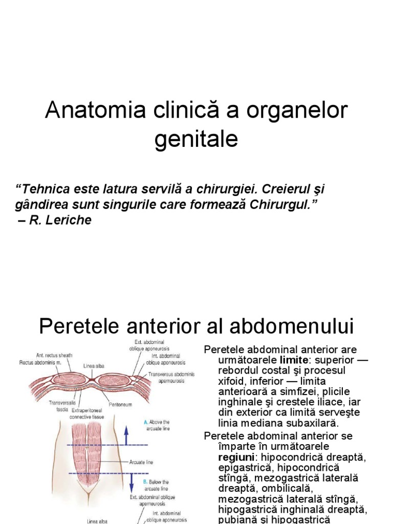 Anatomia Clinică A Organelor Genitale 1 | PDF