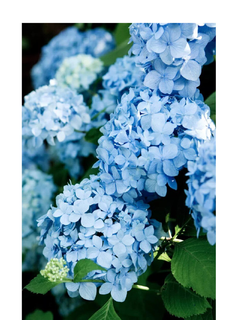 Blue Hydrangea | PDF