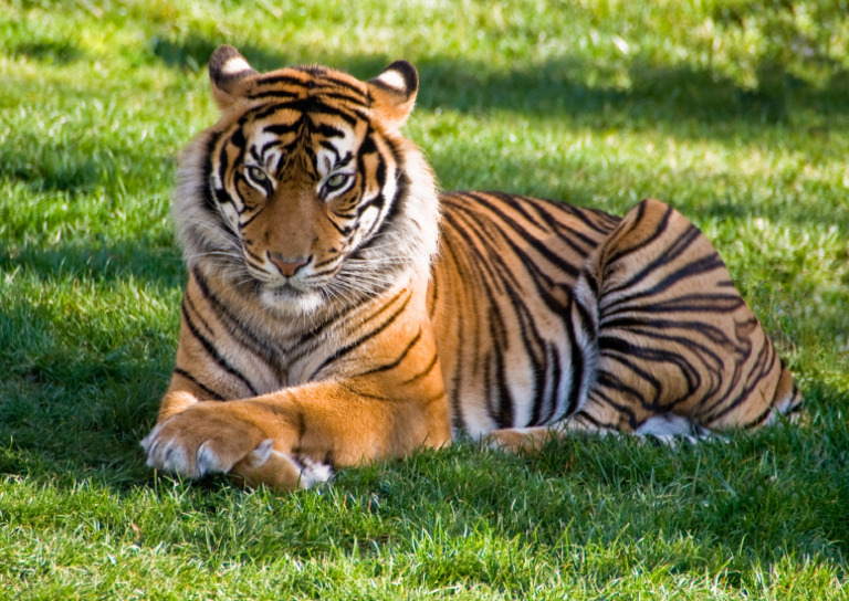 Tiger | PDF