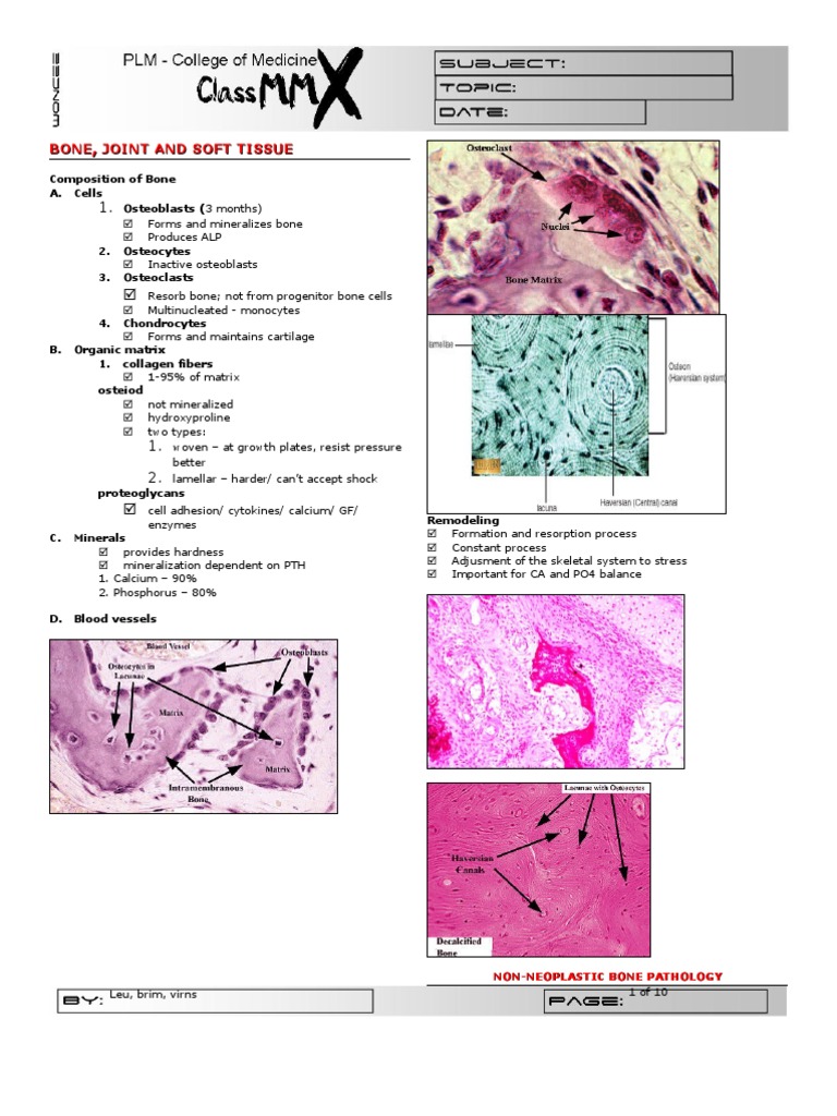 Bone Pathology and Disorders Overview | PDF | Osteoblast | Bone