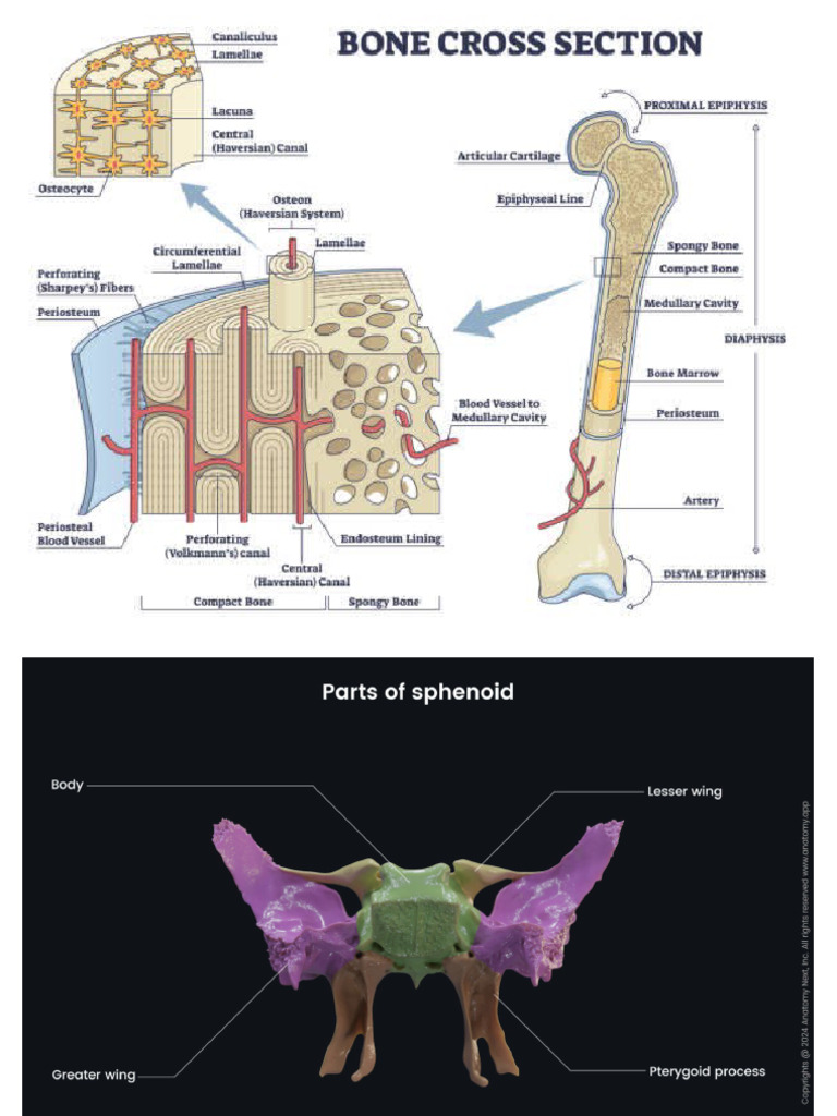 Bones | PDF