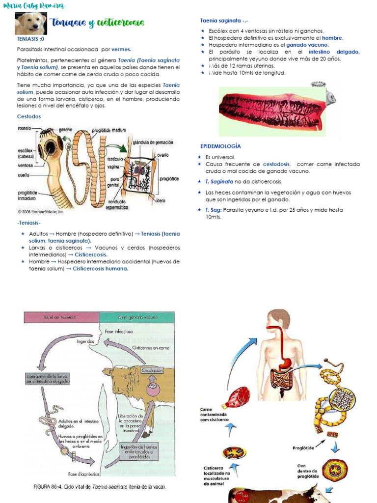 Teniasis y Cisticercosis | PDF | Enfermedades y trastornos ...