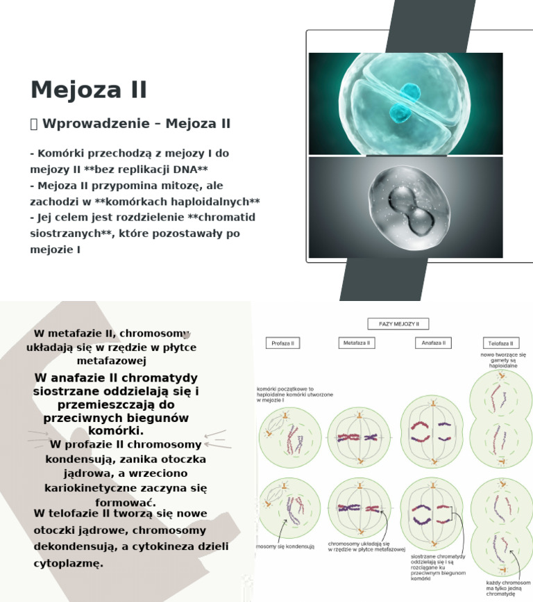 Mejoza II | PDF