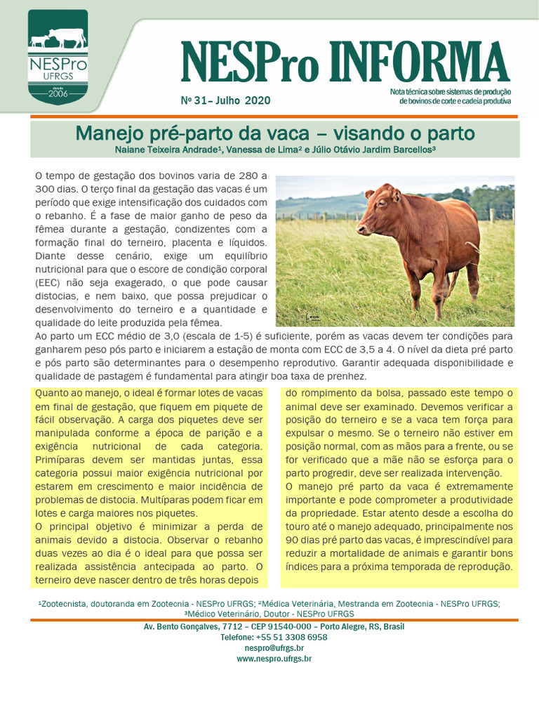 Manejo Pré-Parto de Vacas para Sucesso Reprodutivo | PDF | Gado | Parto