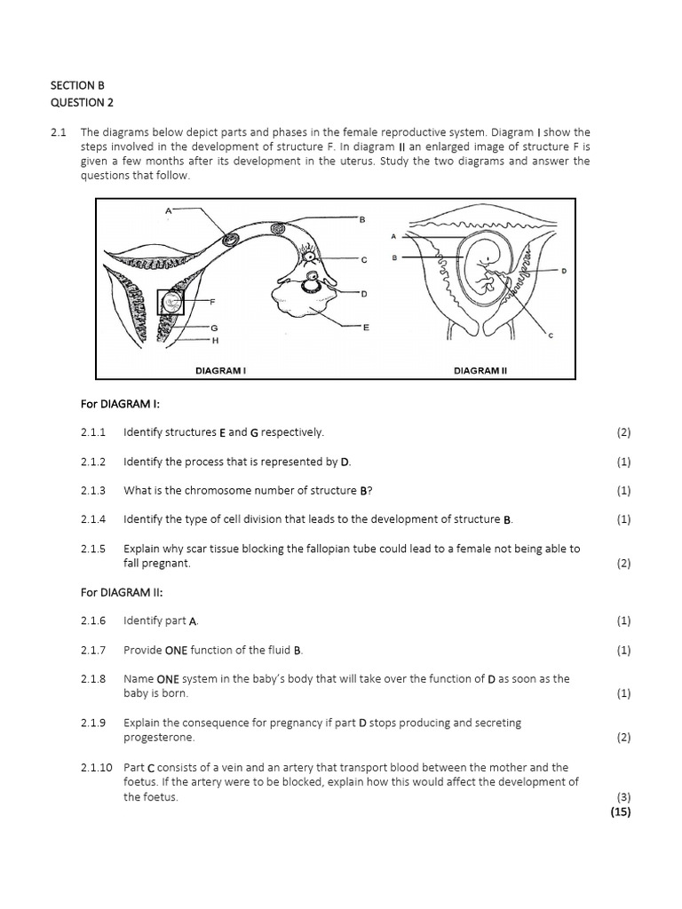 Human Reproduction Exam Questions | PDF | Reproduction | Biological ...