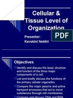 Cellular &amp; Tissue Level of Organization