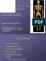 Chapter 8 Appendicular Skeleton Marieb