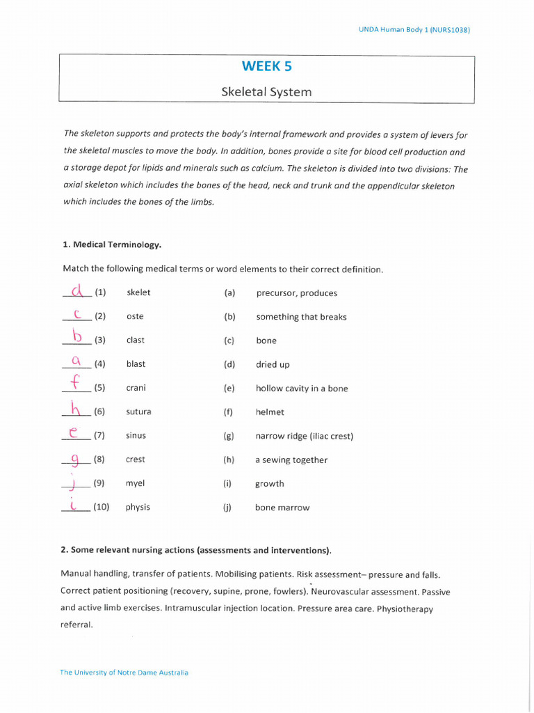 2024 Week 5 Tutorial Workbook Answers (Skeletal) | PDF