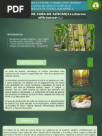 Manejo Agronómico de Caña de Azúcar | PDF | Suelo | Labranza