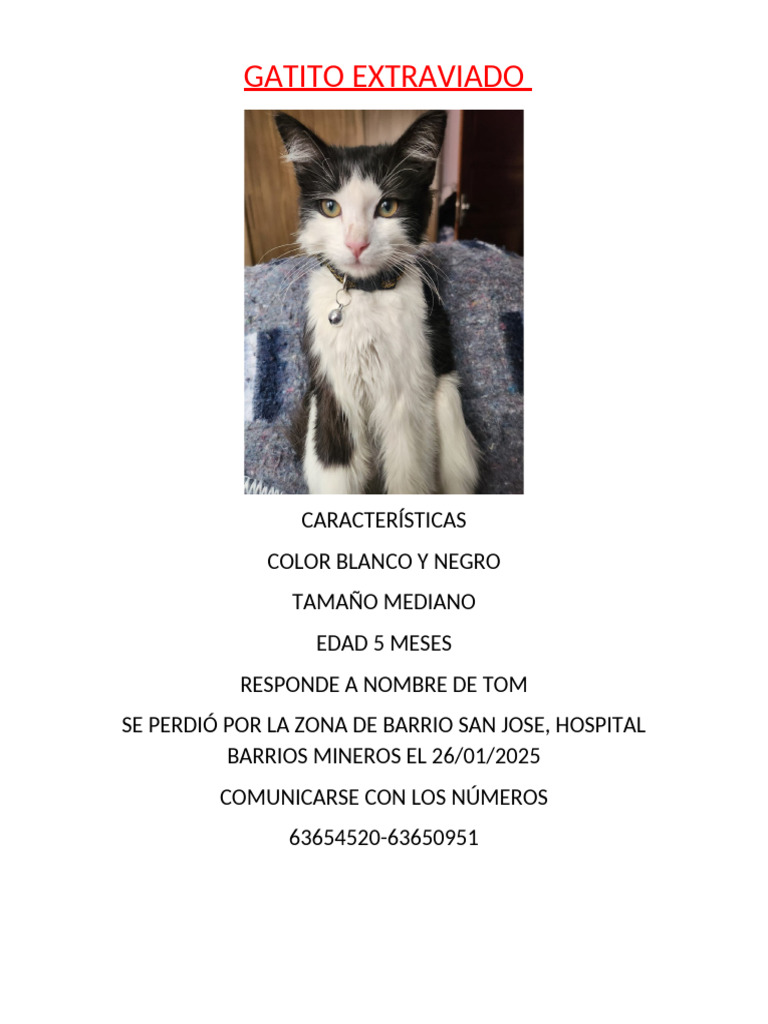 Gatito Extraviado | PDF