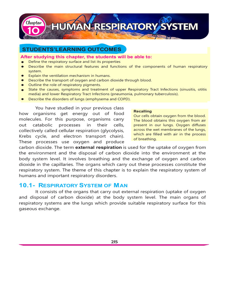Human Respiratory System Overview | PDF | Respiratory Tract | Lung