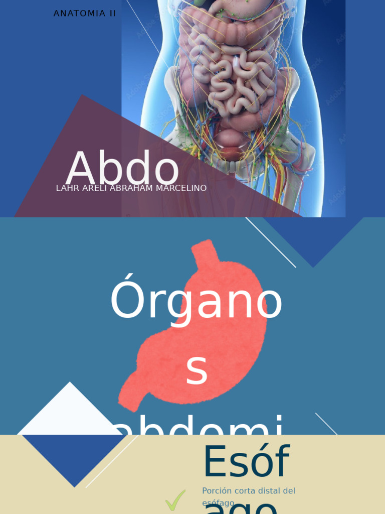 Abdomen II | PDF | Hígado | Estómago