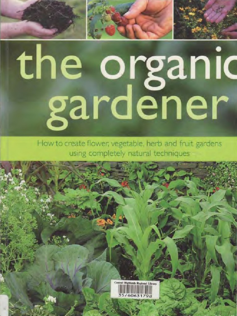 Buy Organic Kiwi Seeds + Great Price - Arad Branding