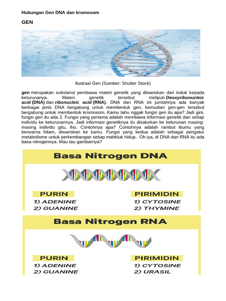 Hubungan Gen DNA dan kromosom | PDF