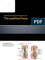 Popliteal Fossa