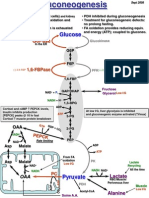 Liver Gluconeogenesis and Lactate Recycling Process