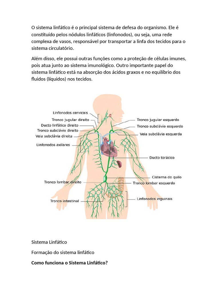 Funções e Estrutura do Sistema Linfático | PDF | Sistema linfático | Linfa