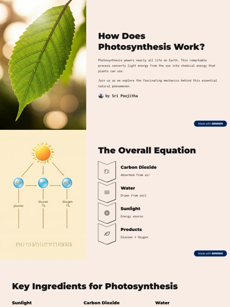 Understanding Photosynthesis Process | PDF | Photosynthesis | Stoma