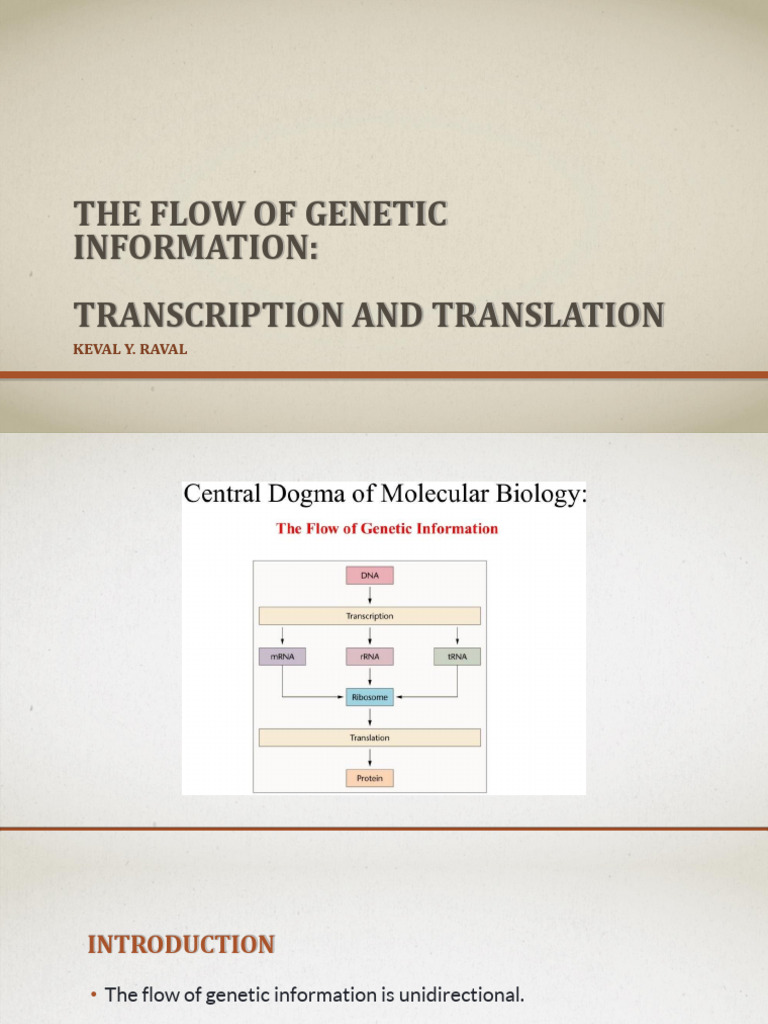 The Flow of Genetic Information - Transcription and Translation | PDF ...