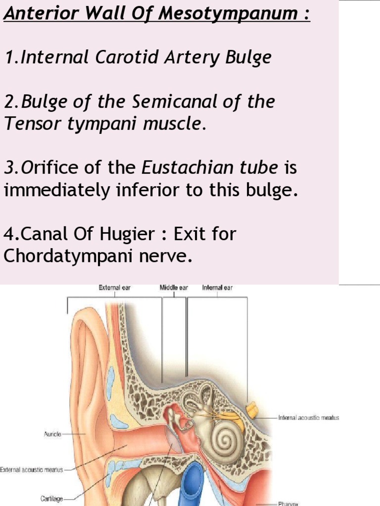 Anatomy of the Middle Ear Muscles | PDF | Ear | Human Head And Neck