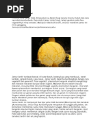 Download Protista Mirip Jamur by Andi Mugira Fada SN86850181 doc pdf