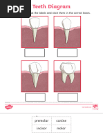Dental Anatomy: Tooth Classification Guide | PDF | Technology ...