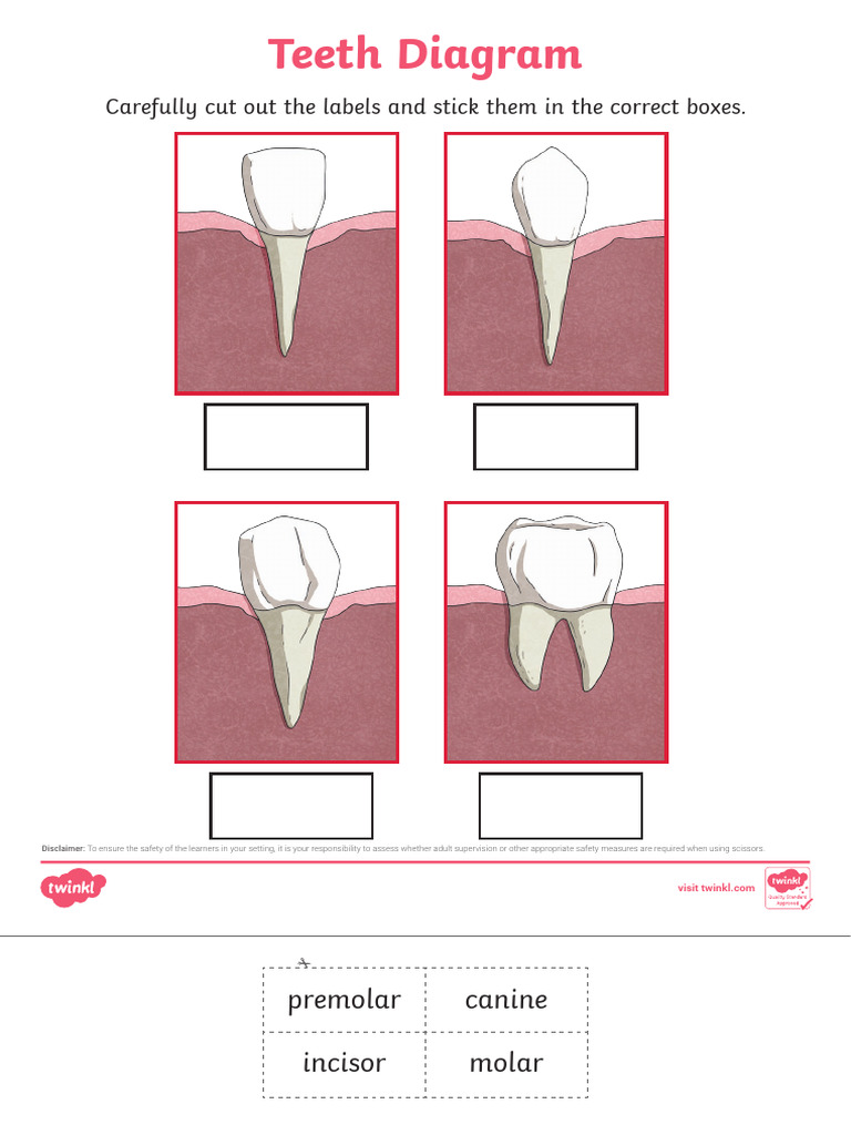 Teeth Diagram and Labeling Guide | PDF