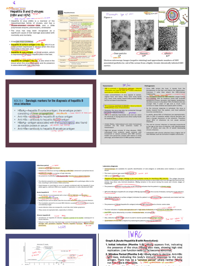 Understanding Hepatitis B and D Viruses | PDF | Hepatitis B | Hepatitis