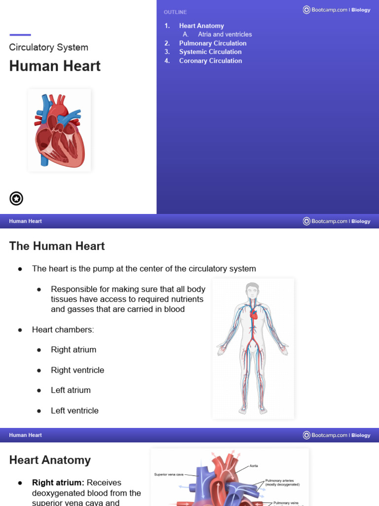 Human Heart Anatomy and Function | PDF | Heart | Heart Valve