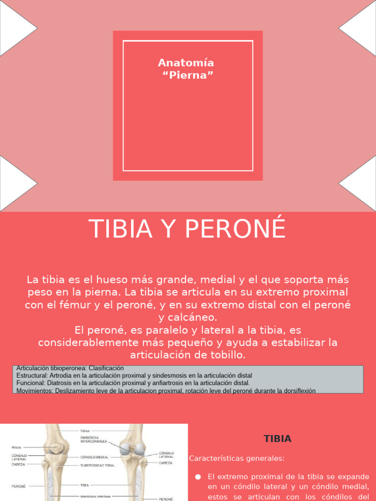 Anatomía de la Pierna: Tibia y Peroné | PDF | Tobillo | Articulaciones
