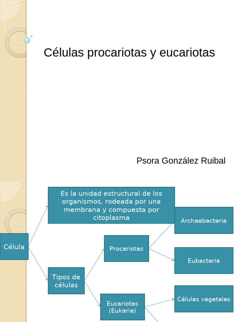 Tipos de Células: Procariotas y Eucariotas | PDF | Biología Celular ...