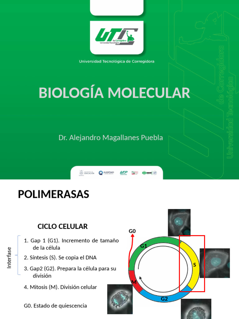 Ciclo Celular y Replicación de ADN | PDF