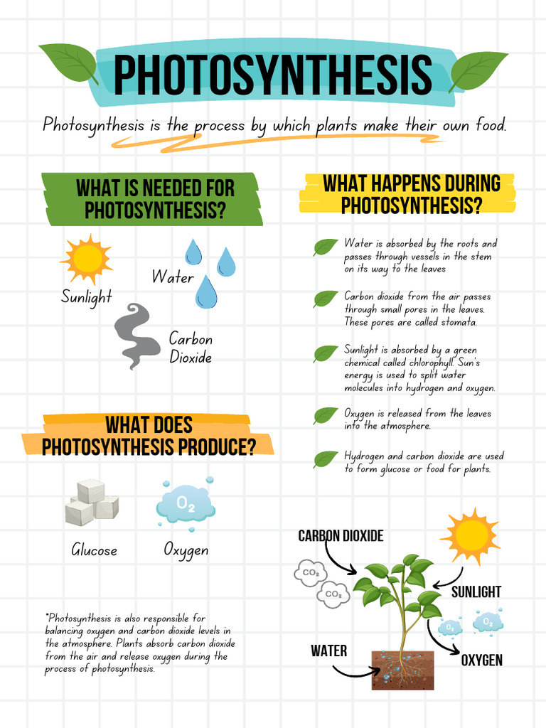 Understanding Photosynthesis Process | PDF