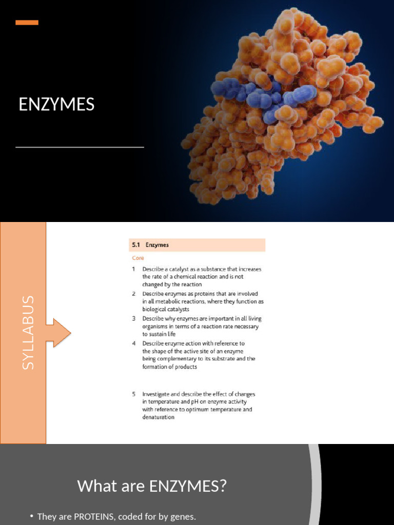 U5. 1 - Enzymes (Presentation) | PDF | Enzyme | Active Site