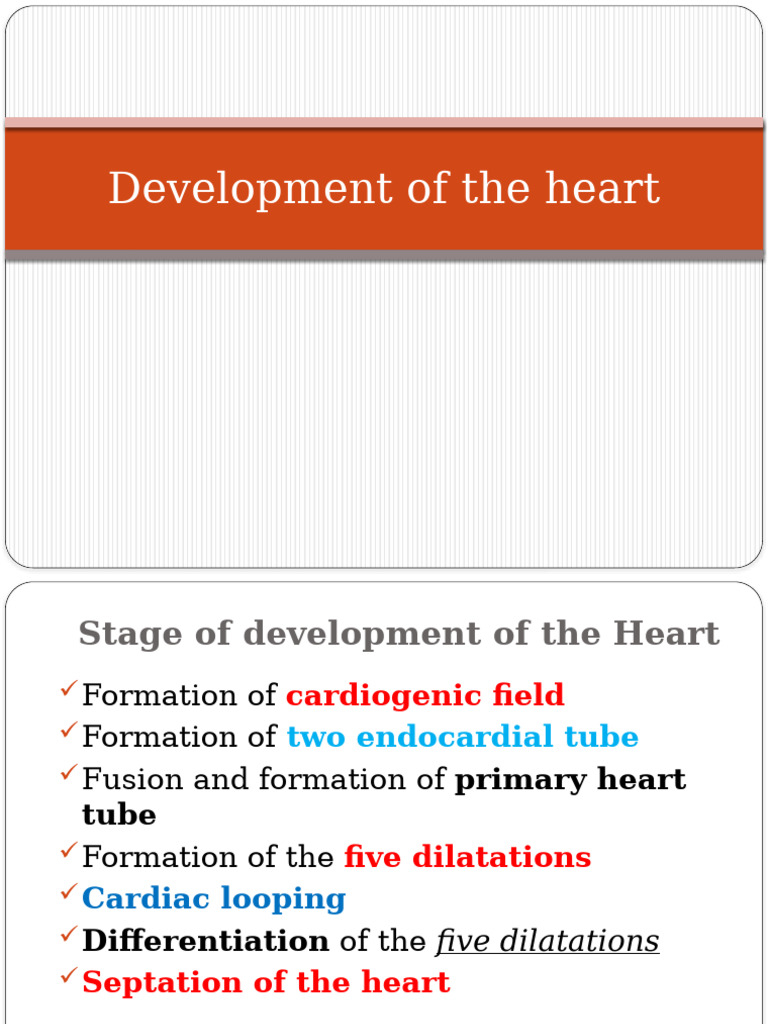 Heart Development Stages Explained | PDF | Atrium (Heart) | Heart Valve