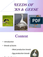 Breeds of Ducks & Geese