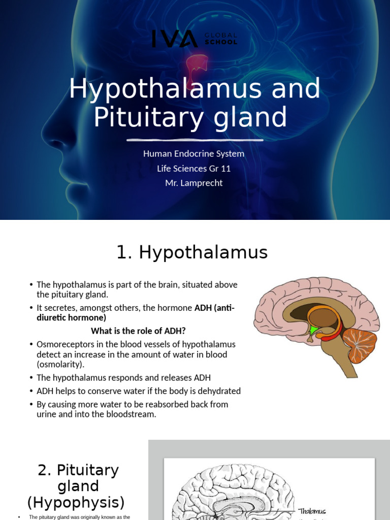 Hypothalamus & Pituitary Gland | PDF | Pituitary Gland | Luteinizing ...