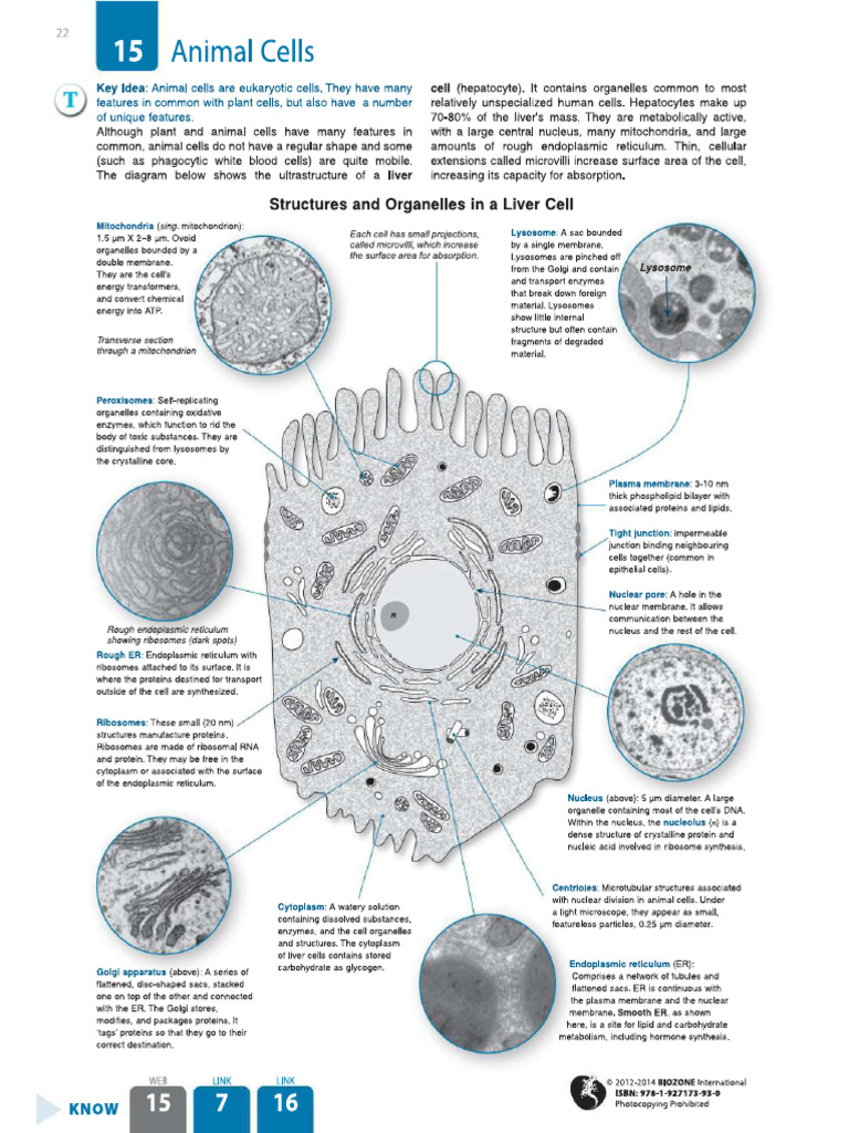 Animal Cell Biozone | PDF